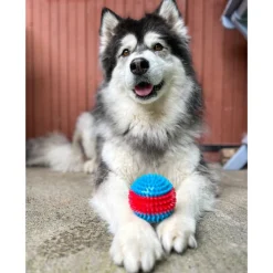 Grande balle pour chien Jouet Chien