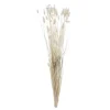 Discount Phalaris 50cm Fleur, Plante Artificielle