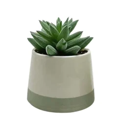 Clearance Succulente pot bicolore Fleur, Plante Artificielle