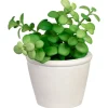 Online Succulente pot texture Fleur, Plante Artificielle